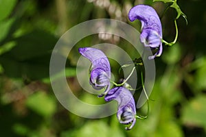 Flowers of an Akonite (Aconitum variegatum)