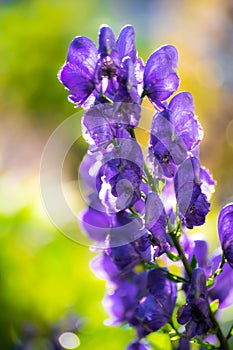 Flowers of an Akonite Aconitum variegatum after rain