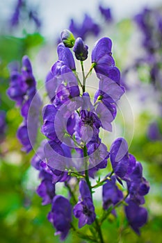 Flowers of an Akonite Aconitum variegatum after rain