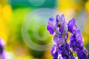 Flowers of an Akonite Aconitum variegatum after rain