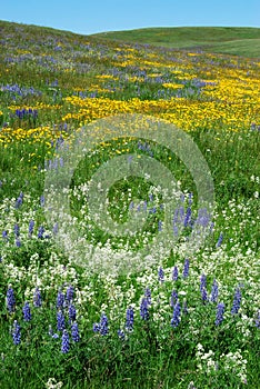 Flowers on alberta prairie photo