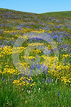 Flowers on alberta prairie