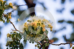 Flowers of Albizia lebbeckSiris tree,Woman`s tongue,Mimosa lebbeck