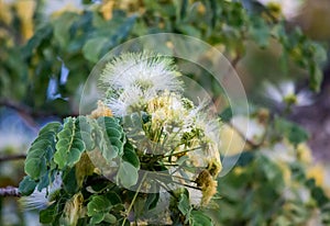 Flowers of Albizia lebbeckSiris tree,Woman`s tongue,Mimosa lebbeck