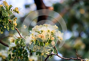 Flowers of Albizia lebbeckSiris tree,Woman`s tongue,Mimosa lebbeck