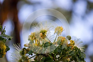 Flowers of Albizia lebbeckSiris tree,Woman`s tongue,Mimosa lebbeck