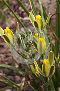 Flowers of a albuca setosa or fibrous slime lily photo