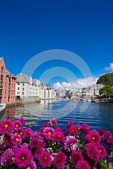 Flowers of Alesund