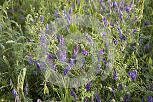 Flowers of alfalfa growing in the field. Medicago sativa