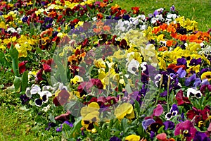 Flowers of all colors in the park - colorfull flowers - flower wallpaper - flower pattern