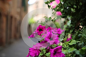 Flowers in an alley of the town of Citta della Pieve, Italy