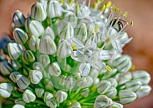 Flowers of the Allium Cepa Garden Onion