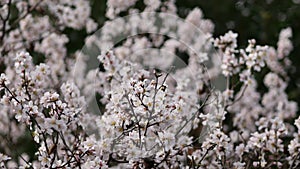 Flowers on almond tree. Blooming almond. Crown of the tree sways