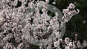 Flowers on almond tree. Blooming almond. Crown of the tree sways