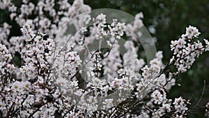 Flowers on almond tree. Blooming almond. Crown of tree sways on wind