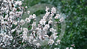 Flowers on almond tree. Blooming almond.  Crown of tree sways on wind