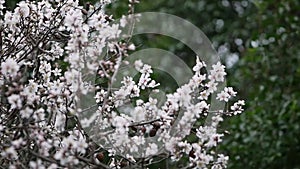 Flowers on almond tree. Blooming almond. Crown of tree sways on wind