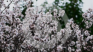 Flowers on almond tree. Blooming almond. Crown of tree sways on wind