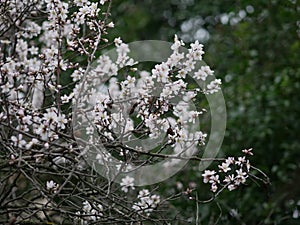 Flowers on almond tree. Blooming almond. Crown of tree sways on wind