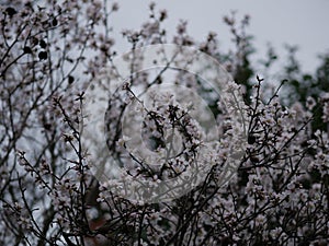 Flowers on almond tree. Blooming almond. Crown of tree sways on wind