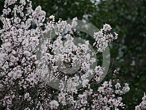 Flowers on almond tree. Blooming almond. Crown of tree sways on wind