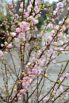 Flowers of almonds three-blade Prunus triloba Lindl