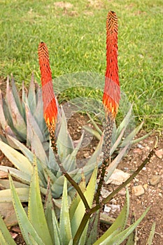 Flowers of Aloe arborescens photo