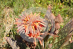 The flowers aloe vera (healing herbs) plant