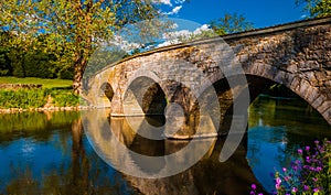 Flowers along Antietam Creek and Burnside Bridge, at Antietam National Battlefield