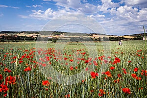 Flowers along the camino de santiago