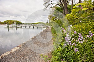 Flowers along Fishermans walk trail in York Maine