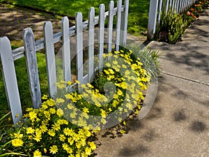 Flowers along the sidewalk