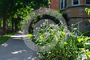 Flowers along a Sidewalk with Residential Buildings in the Edgewater Neighborhood of Chicago