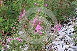 Flowers along the Track