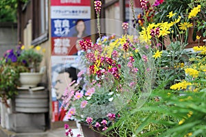 Flowers alongside the road in Tokyo, Japan