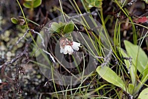 Flowers of an alpine bog bilberry Vaccinium gaultherioides