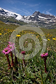 Flowers in Alpine meadow