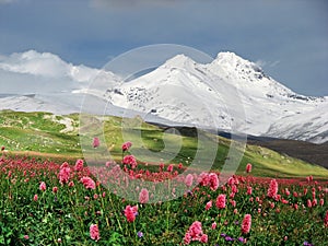 Flowers in Alpine meadow