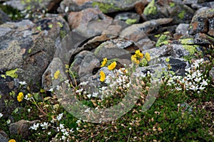 Flowers of alpine meadows on a background of stones. Alpine flowers. A cloudy summer day