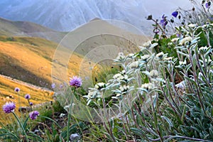 Flowers in an alpine slope