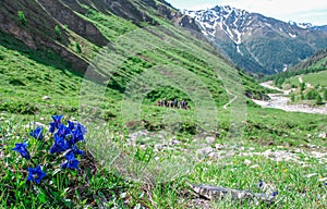 Flowers in the Alps in summer