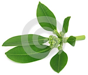 Flowers of Alstonia scholaris photo