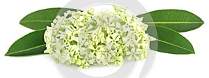 Flowers of Alstonia scholaris photo