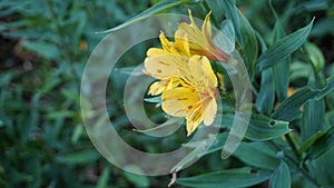 Flowers of Alstroemeria ligtu also known as Saint Martins Lily, Astromelias Flowers