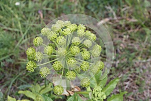 Flowers of the Altai Mountains.  Archangelica decurrens Ledeb photo