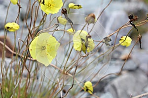 Flowers of Altai Mountains, yellow poppy, Papaveraceae family,  Russia