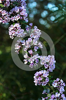 Flowers of alternate-leaved butterfly-bush photo