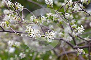 Flowers of an Amelanchier ovalis