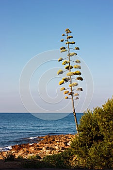 Flowers of the american Agave plant on blue sky. Century plant, Maguey, or American aloe (Agave americana) photo