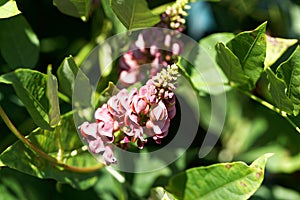 Flowers of an American groundnut, Apios americana